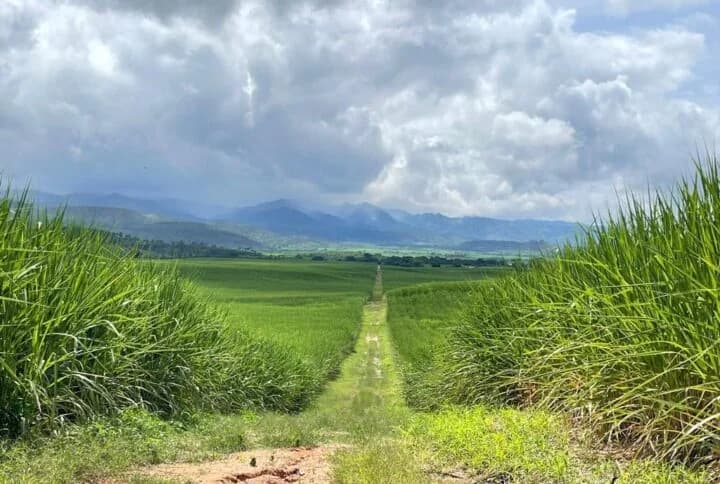 Camino entre cultivos de caña de azúcar de Tres Valles con montañas al fondo