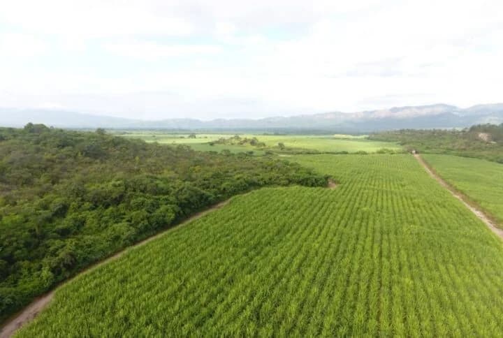 Vista aérea de una plantación de caña de azúcar de Tres Valles junto a una zona boscosa