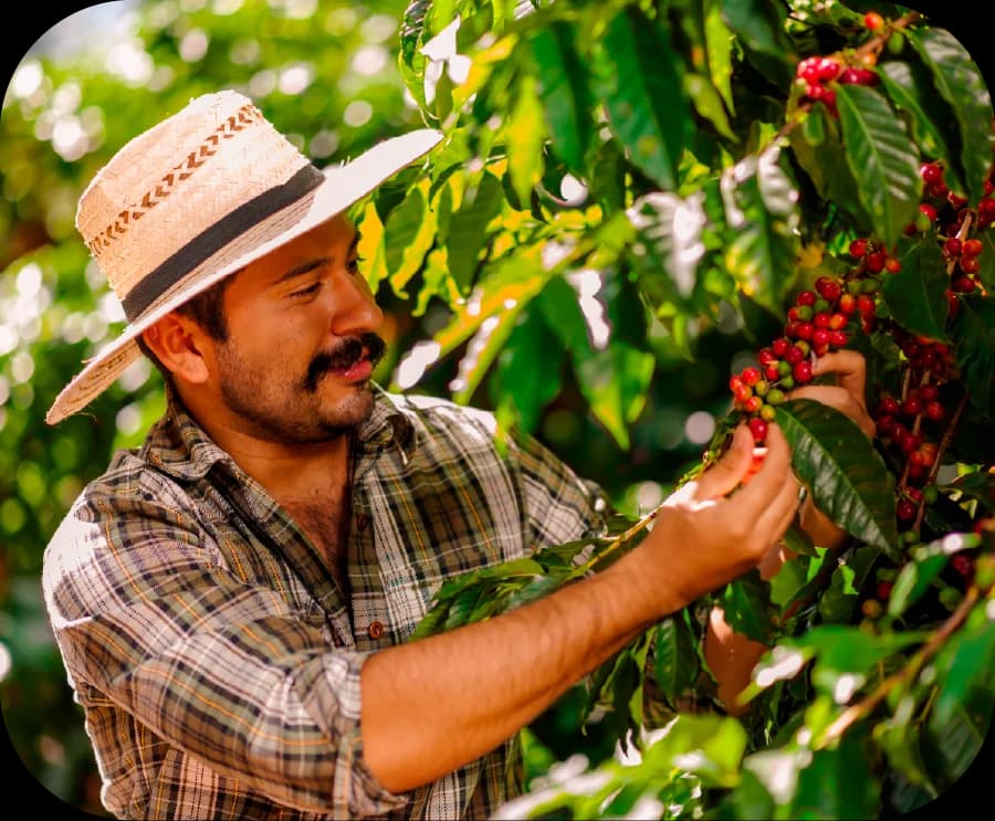 Caficultor cosechando granos maduros de café