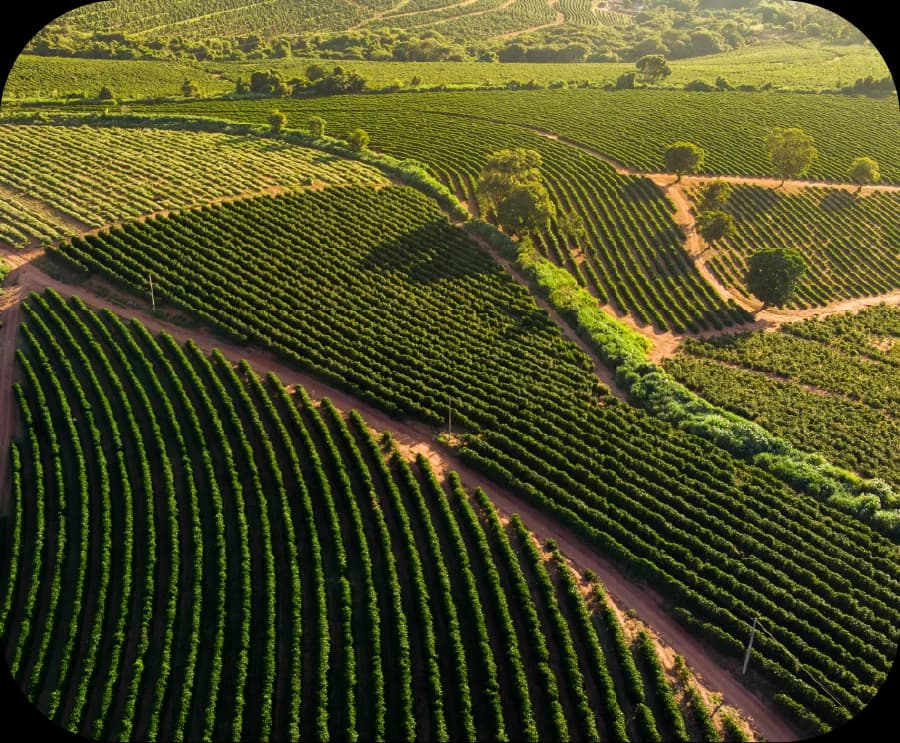 Vista aérea de una plantación en ladera