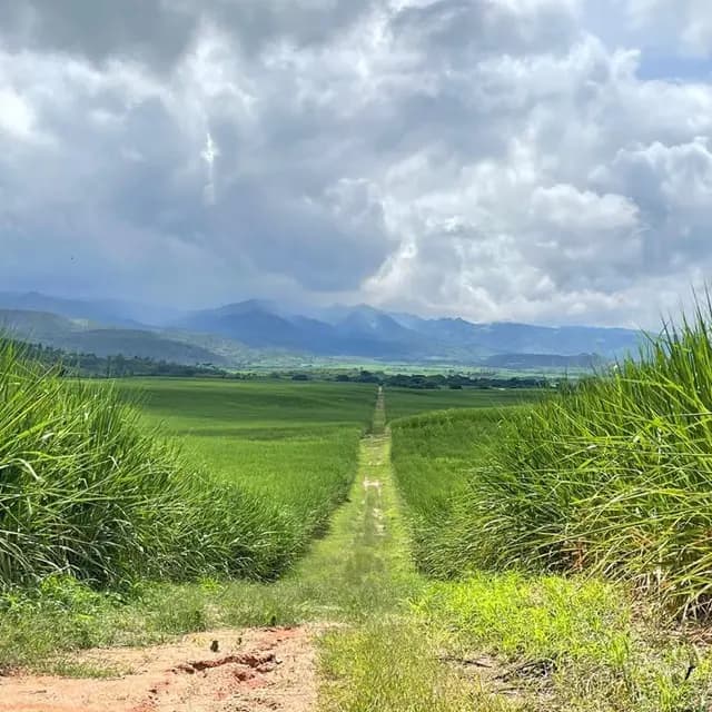 Camino entre cañaverales con montañas al fondo