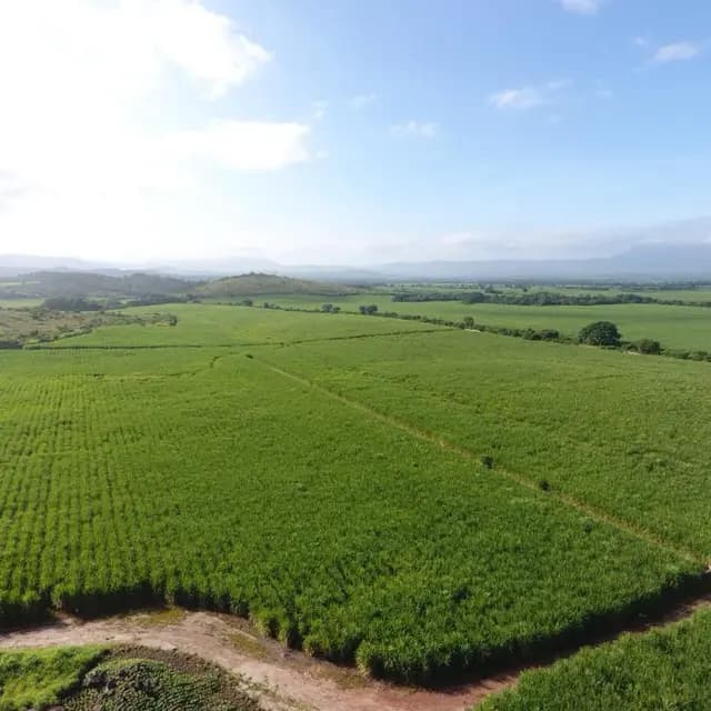 Vista aérea de los cañaverales